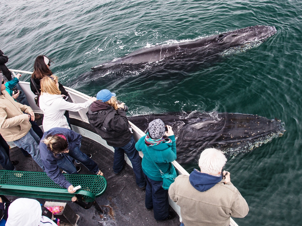 Monterey Whale Watching Tour Half Day Tracks & Trails