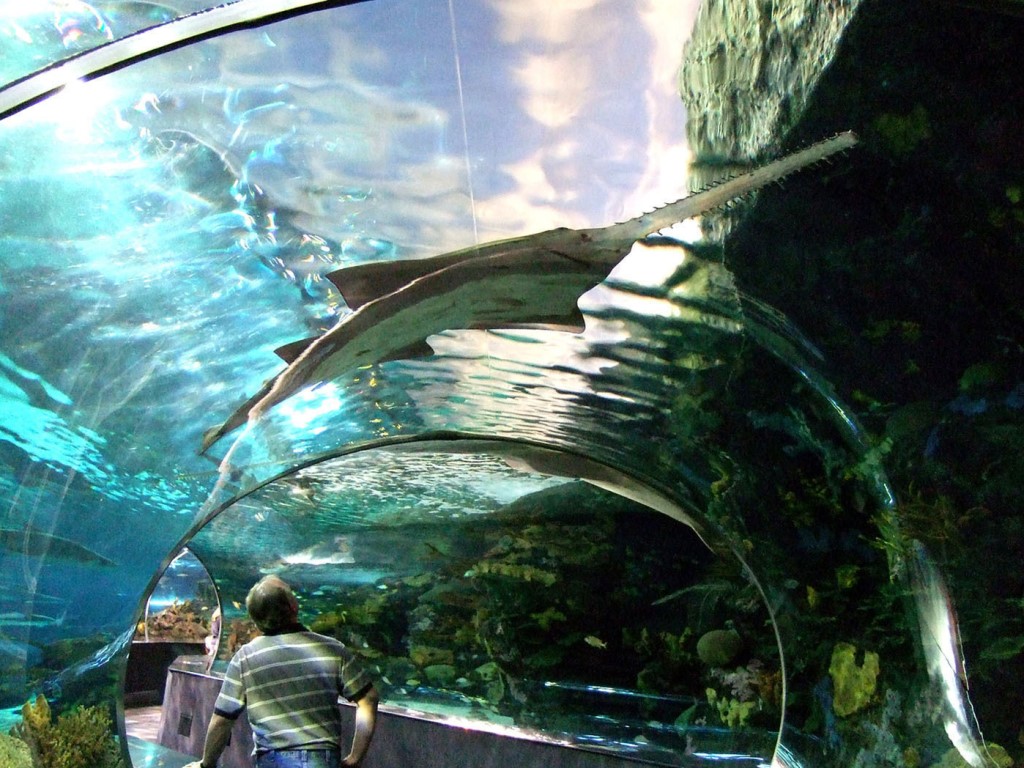 Ripley’s Aquarium of the Smokies in Gatlinburg, Tennessee, one of TripAdvisor’s top picks for U.S. aquariums. (PRNewsFoto/TripAdvisor, LLC) (Newscom TagID: prnphotos074095) [Photo via Newscom]