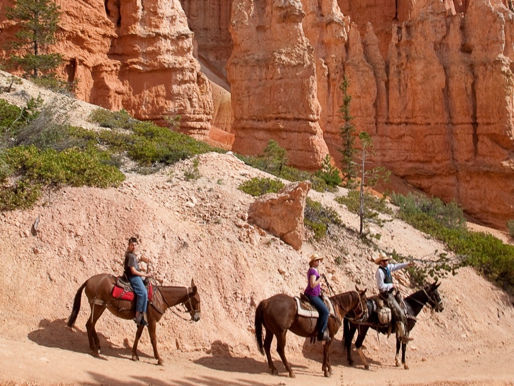 Bryce Canyon: Horseback/Mule Ride - 2 hours or half day