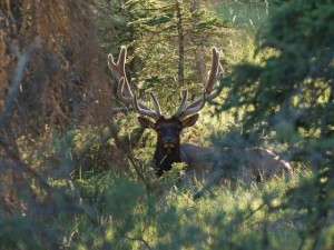 Elk or Deer nesting in the bushes