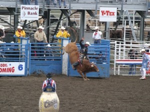 Cowboy riding a bucking bull in a rodeo in Cody Wyoming