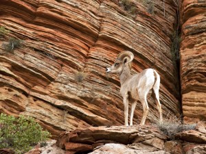 Big Horn Sheep in Zion National Park