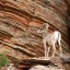 Big Horn Sheep in Zion National Park