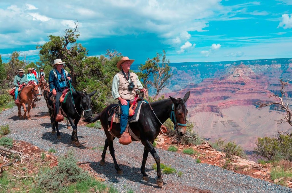 Grand Canyon South Rim: Vistas Mule Ride - 3 hours