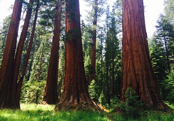 tt-sequoia