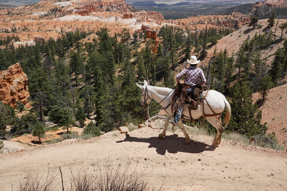 man on a white horse looking over Bryce Canyon