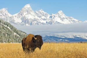buffalo in grand teton