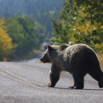 brown bear walking in the middle of the road