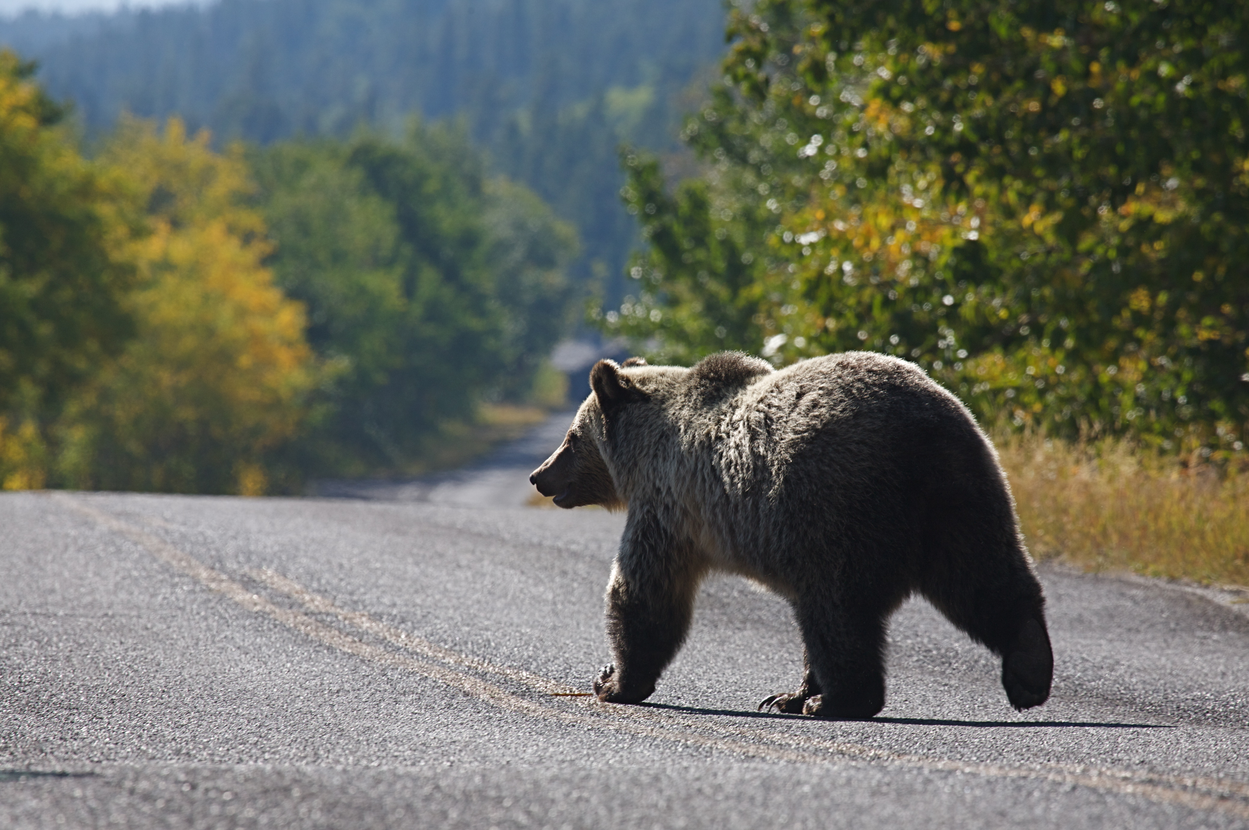 brown bear walking in the middle of the road