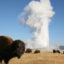 buffalo with geysers