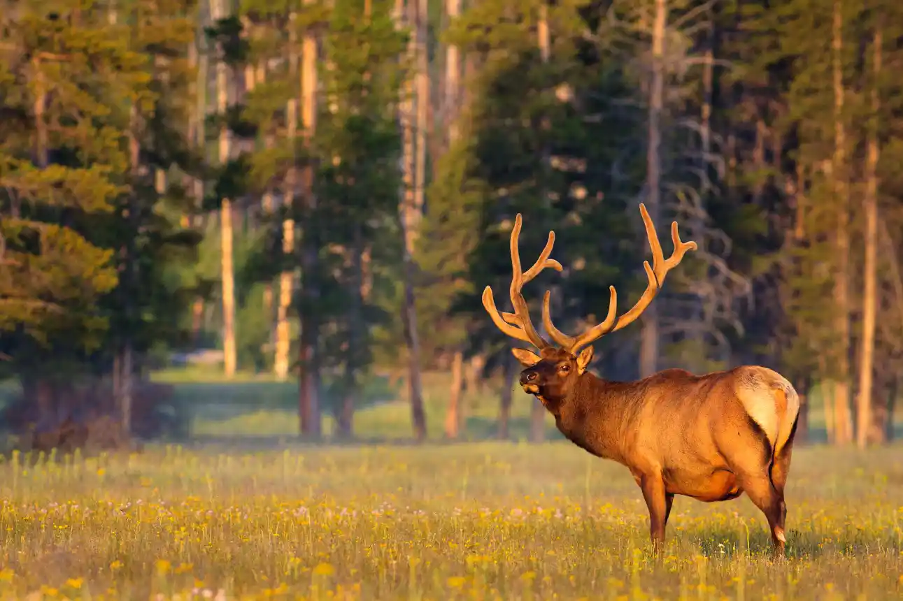 moose at yellowstone