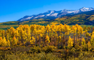autumn leaves and snow capped mountain range