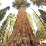 sequoia national park general sherman tree