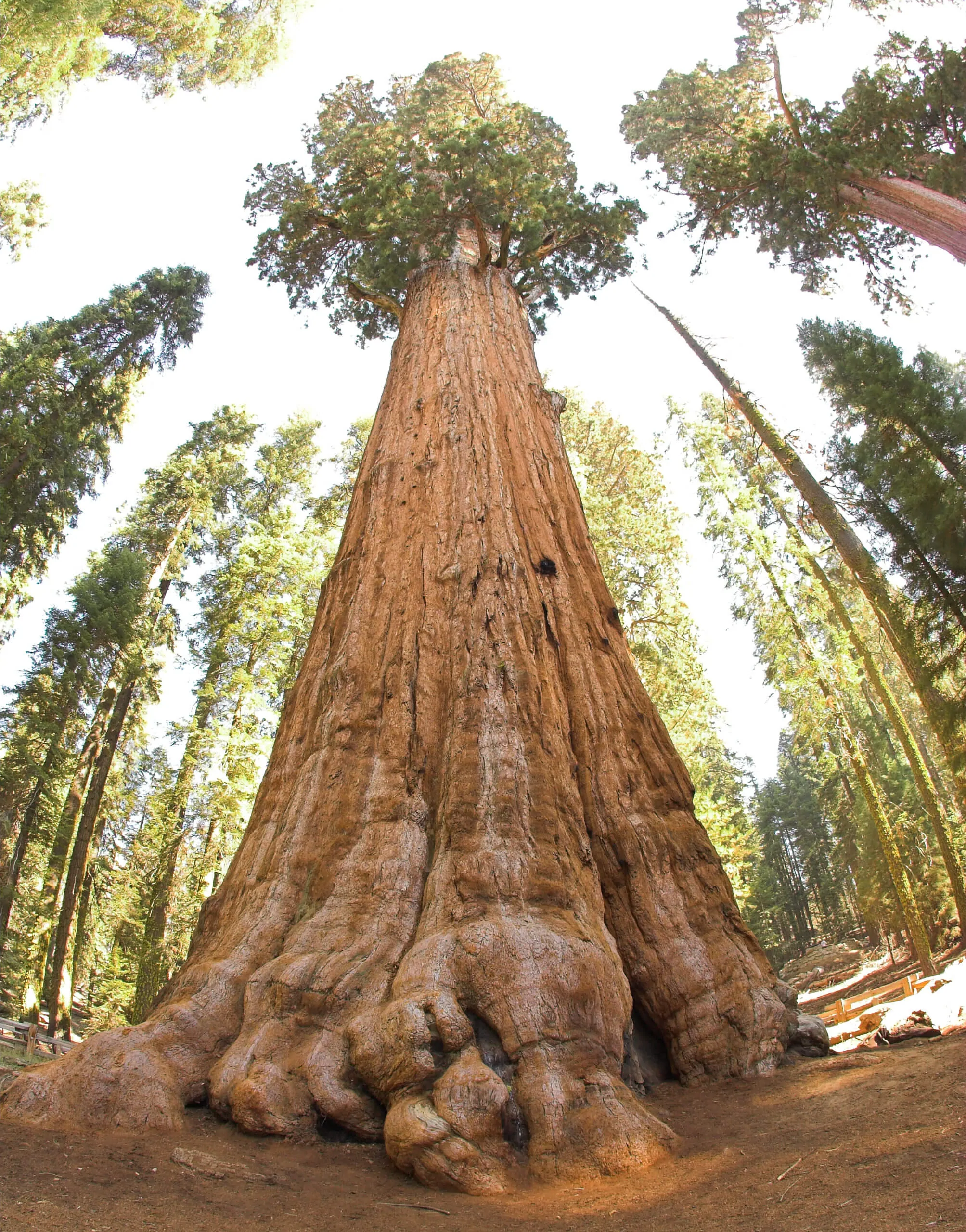 general sherman tree comparison