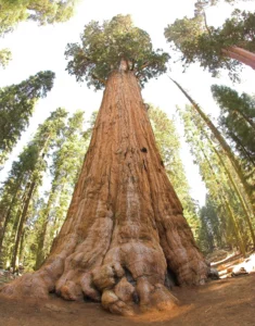 sequoia national park general sherman tree