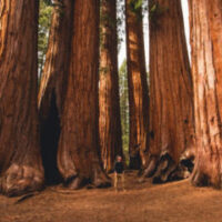 Sequoia Private Tour image