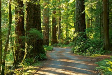 Quinault Rainforest