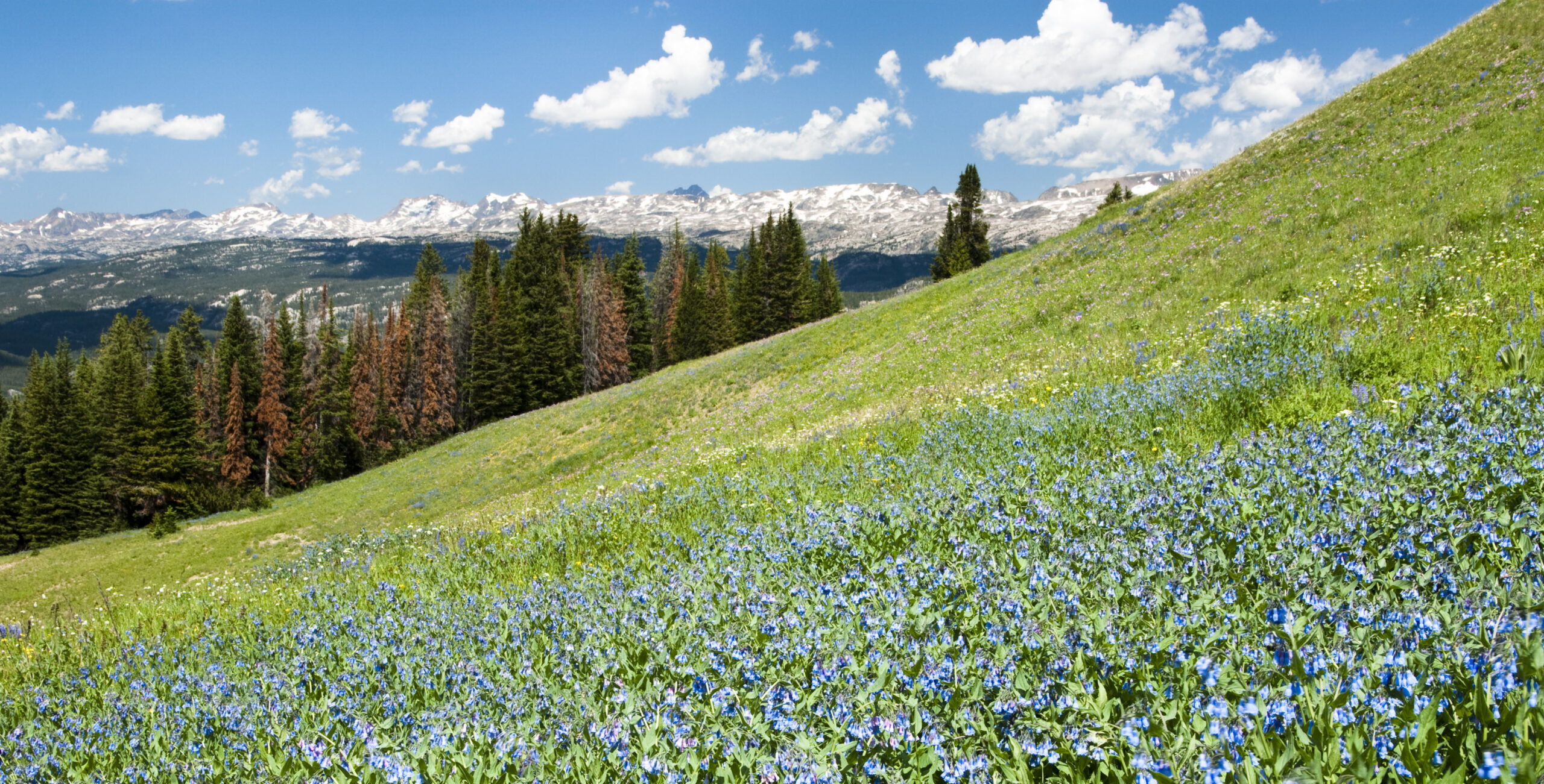 View of alpine wildflowers along the Beartooth Highway in Wyoming.