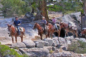 Yosemite: Horseback or Mule Ride - 2 hours
