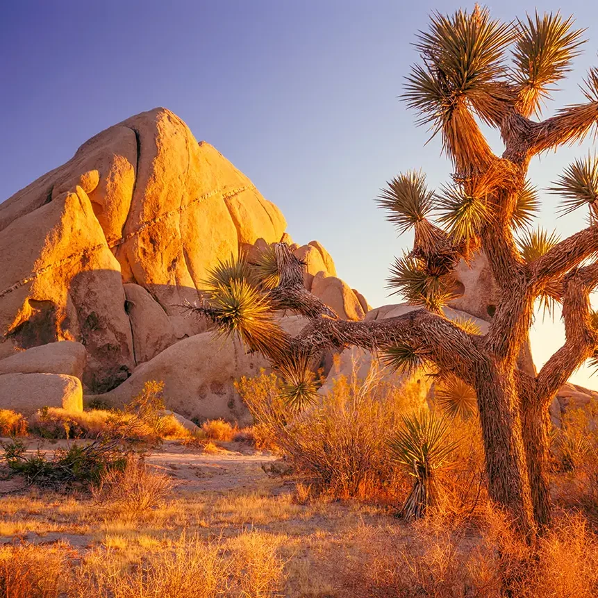 rv-rental-joshua-tree-national-park